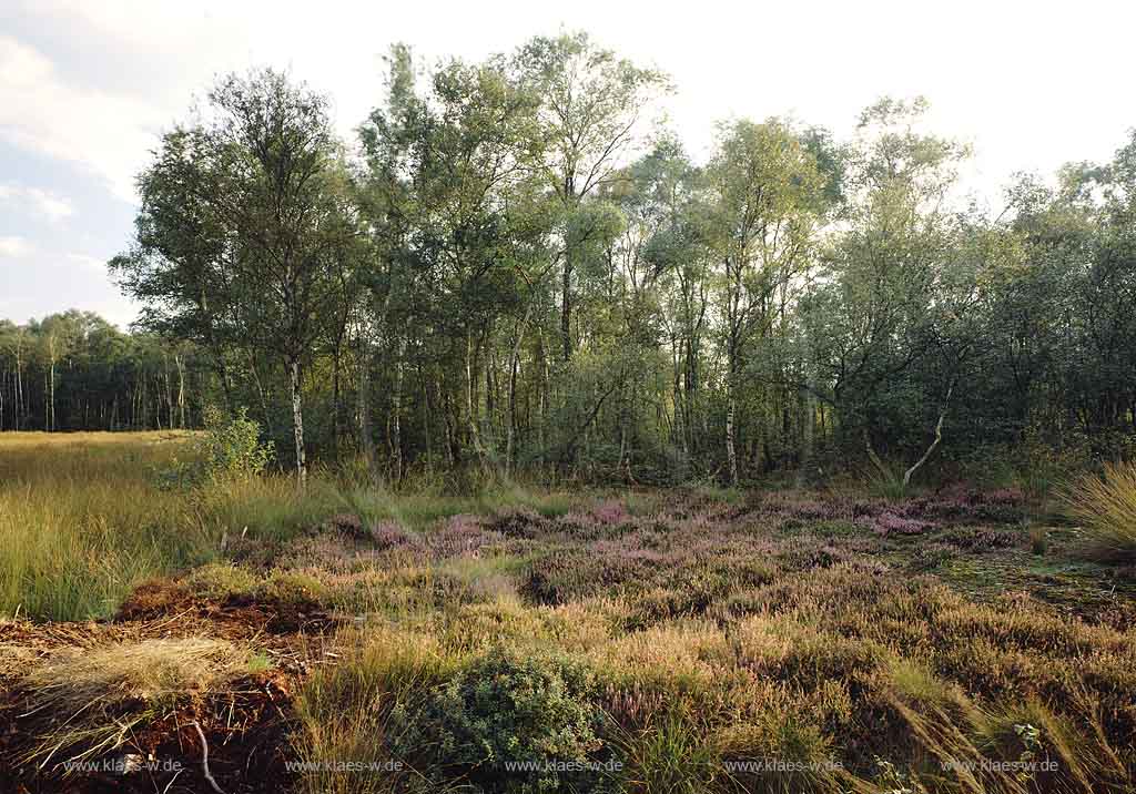 Emsdetten, Kreis Steinfurt, Mnster, Muenster, Mnsterland, Muensterland, Blick auf Emsdettener Venn Hochmoor