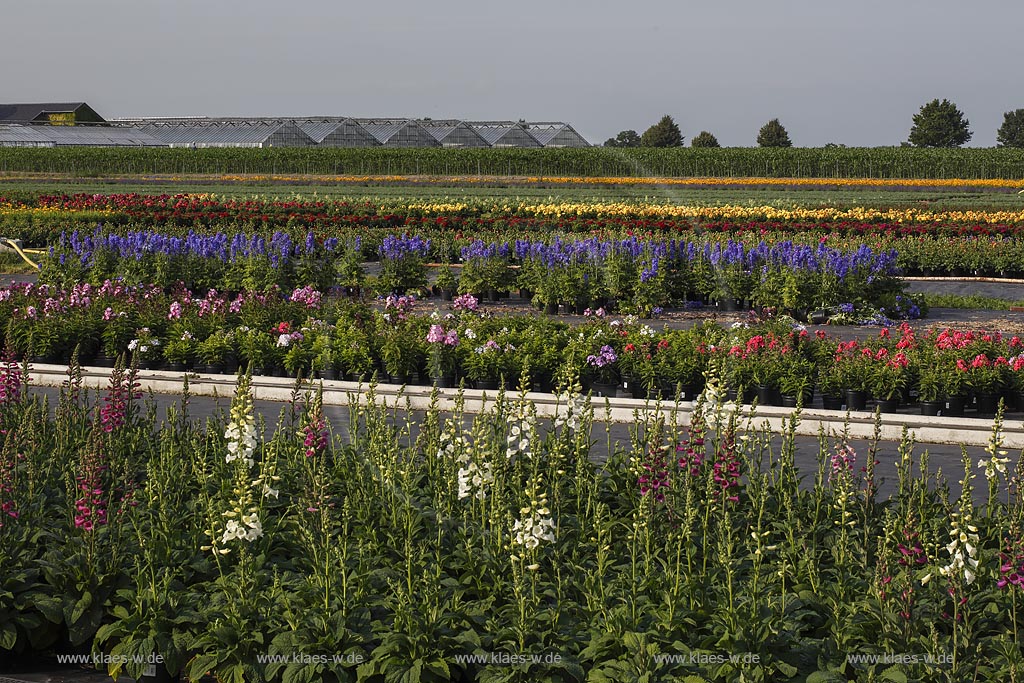 Geldern Walbeck,  Gartenbau Linhsen, Staudenzucht; Geldern Walbeck, Gartenbau Linhsen, floriculture of herbaceous perennial .