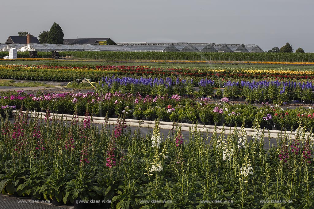 Geldern Walbeck,  Gartenbau Linhsen, Staudenzucht; Geldern Walbeck, Gartenbau Linhsen, floriculture of herbaceous perennial .