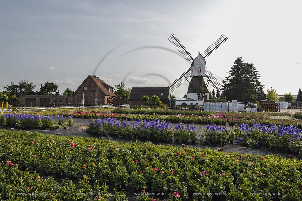 Geldern Walbeck,  Gartenbau Linhsen, Staudenzucht, mit Kokermuehle im Hintergrund; Geldern Walbeck, Gartenbau Linhsen, floriculture of herbaceous perennial and mill Kokermuehle in the background.