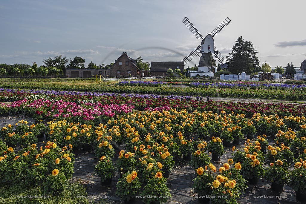 Geldern Walbeck, Gartenbau Linhsen, Blumenzucht bzw. Staudenzucht, mit Kokermuehle im Hintergrund; Geldern Walbeck, Gartenbau Linhsen with mill Kokermuehle.