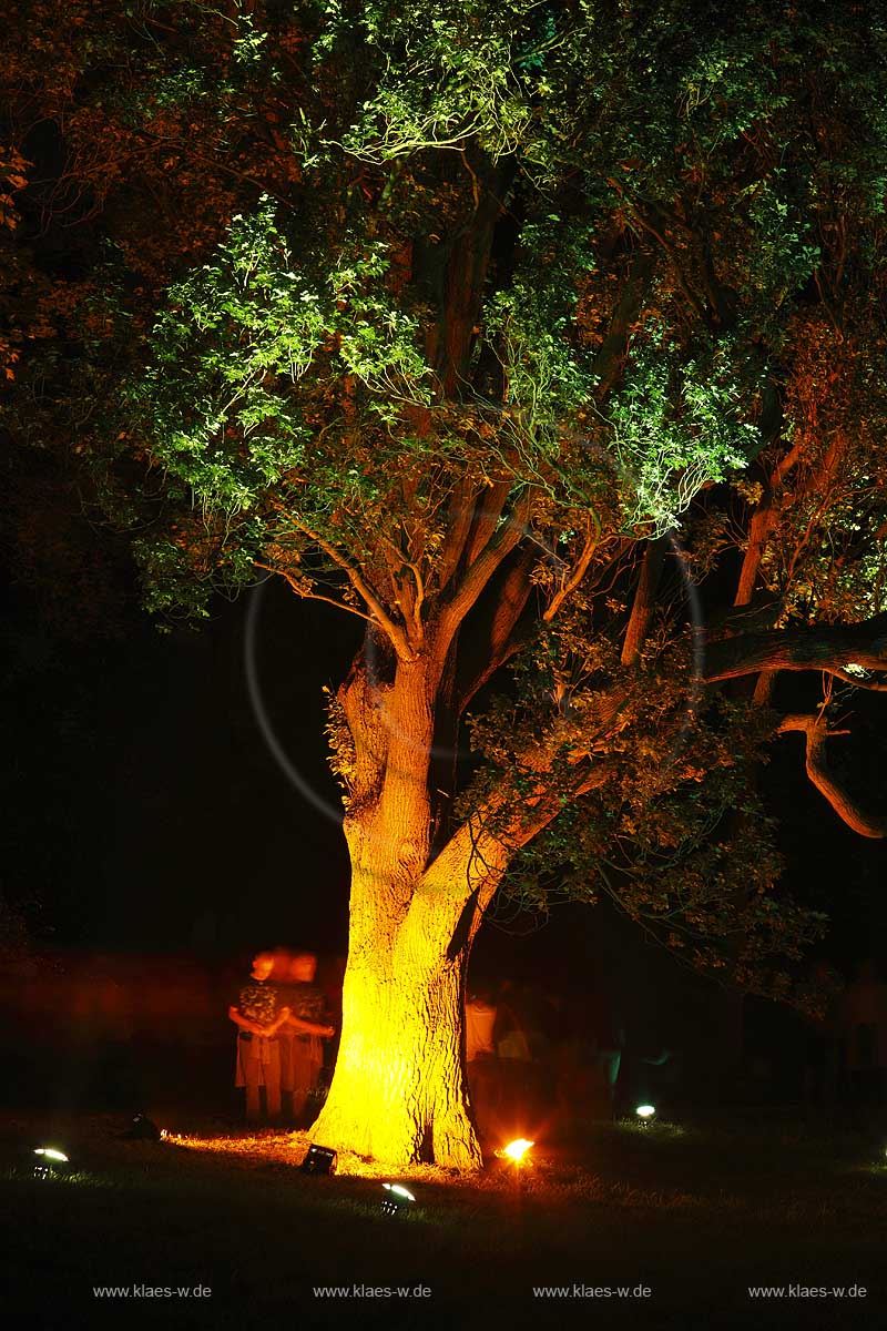 Schlosspark Schloss Dyck in Jchen Juechen Nachtaufnahme whrend der Illumina mit im Kunstlicht illuminiertem Baum