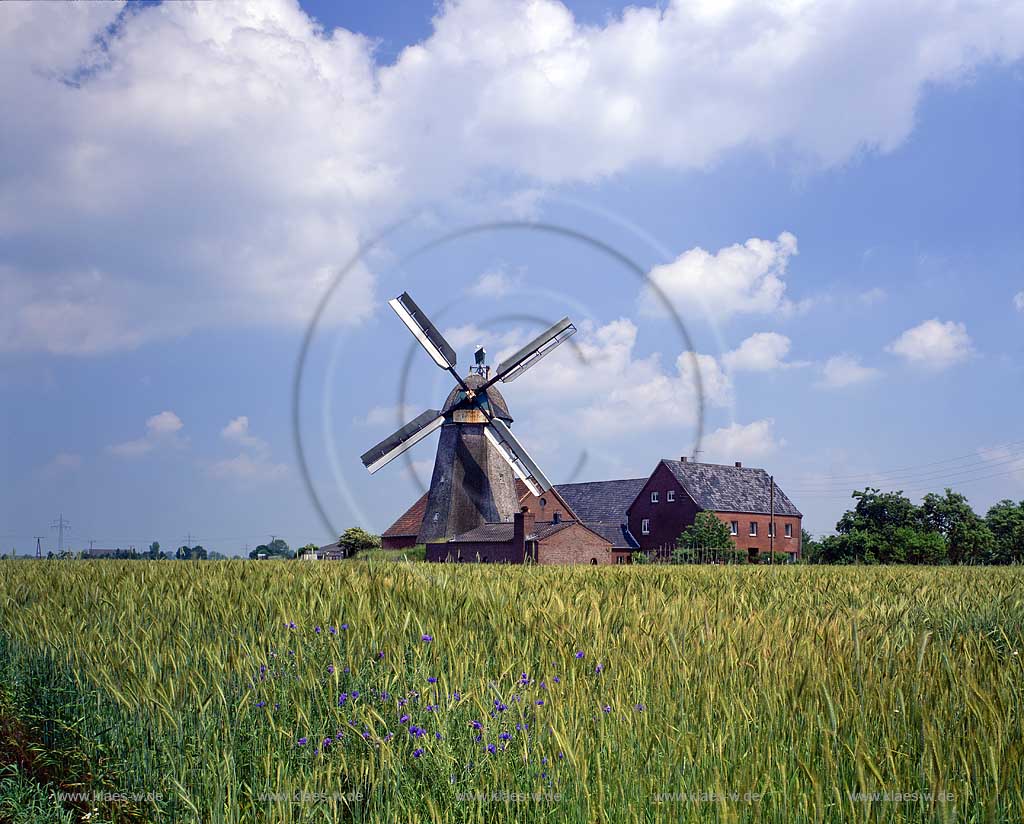 Kleve, Kreis Kleve, Niederrhein, Regierungsbezirk Dsseldorf, Blick auf Windmhle, Windmuehle und Weizenfeld, Feld