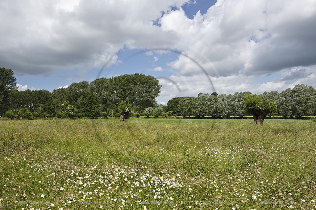 Krefeld-Huels, typische Niederrheinlandschaft, Naturschutzgebiet Huelser Bruch mit Kopfweiden, Pappeln und Weiden; Krefeld-Huels, conservation area  Huelser Bruch.