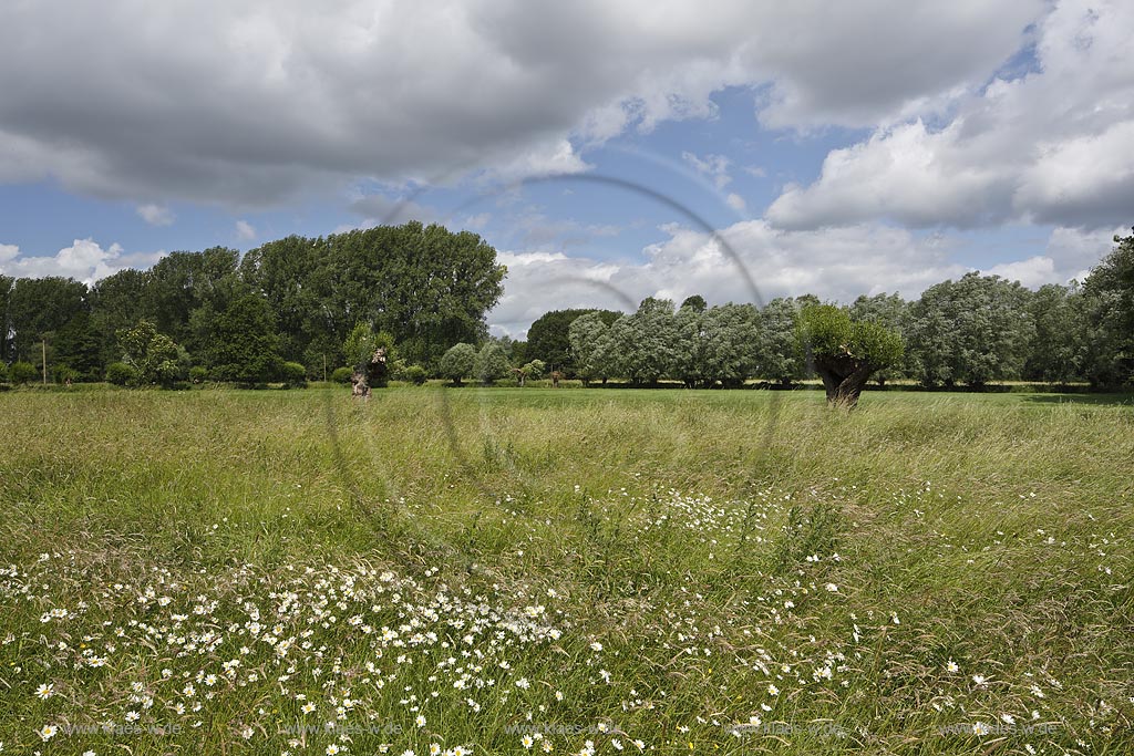 Krefeld-Huels, typische Niederrheinlandschaft, Naturschutzgebiet Huelser Bruch mit Kopfweiden, Pappeln und Weiden; Krefeld-Huels, conservation area  Huelser Bruch.