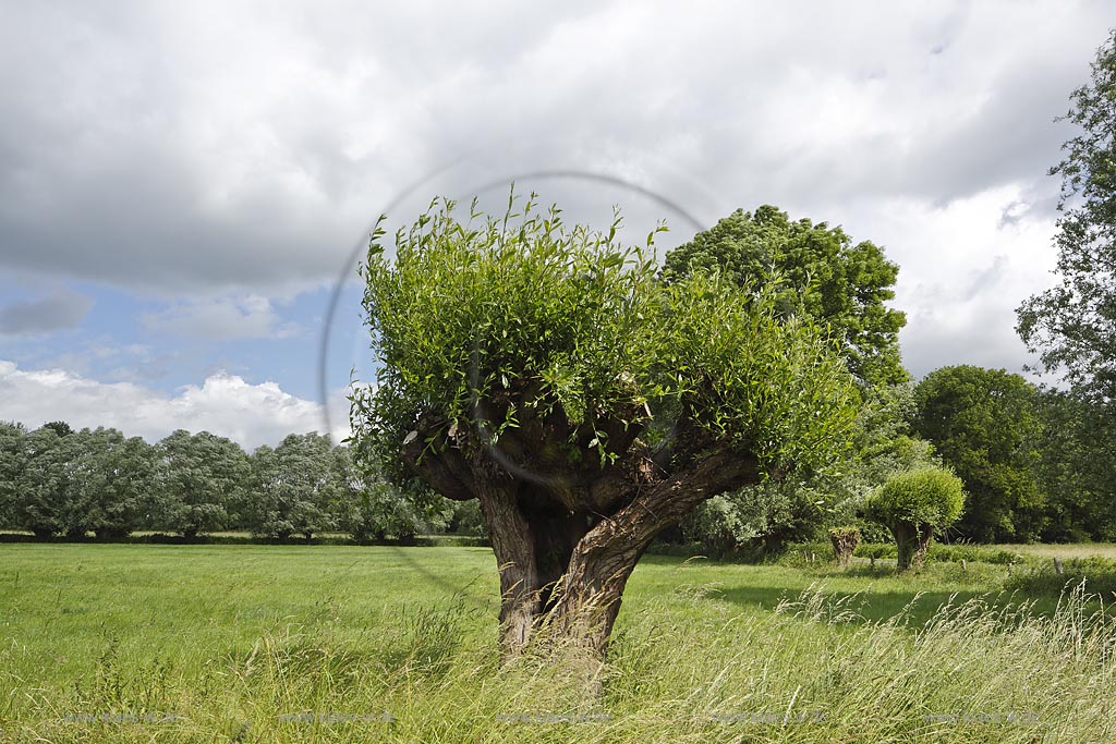 Krefeld-Huels, typische Niederrheinlandschaft, Naturschutzgebiet Huelser Bruch, Kopfweide; Krefeld-Huels, Huelser Bruch, tree Kopfweide.