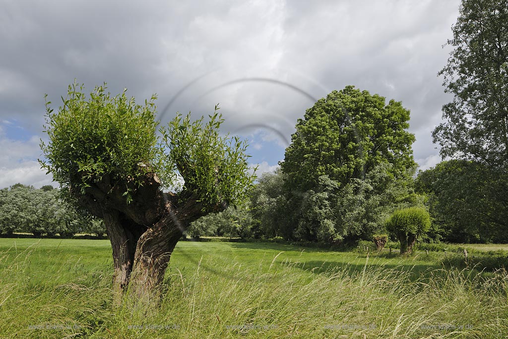 Krefeld-Huels, typische Niederrheinlandschaft, Naturschutzgebiet Huelser Bruch, Kopfweide; Krefeld-Huels, Huelser Bruch, tree Kopfweide.