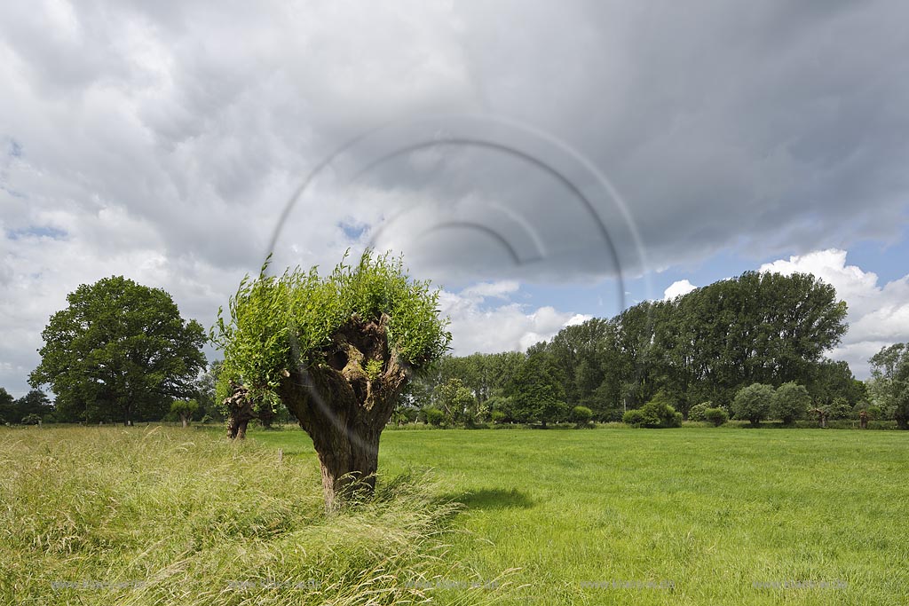 Krefeld-Huels, typische Niederrheinlandschaft, Naturschutzgebiet Huelser Bruch, Kopfweide; Krefeld-Huels, Huelser Bruch, tree Kopfweide.