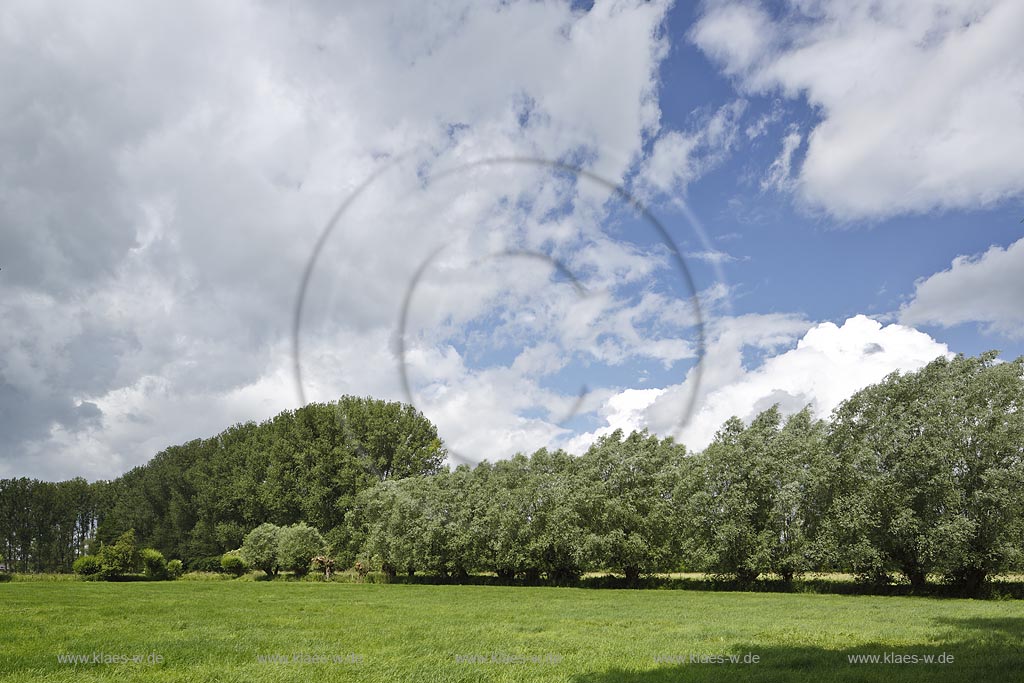 Krefeld-Huels, typische Niederrheinlandschaft, Naturschutzgebiet Huelser Bruch mit Kopfweiden, Pappeln und Weiden; Krefeld-Huels, conservation area  Huelser Bruch.