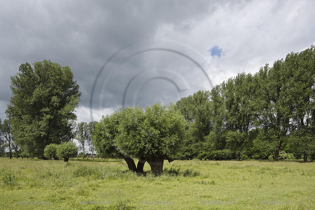 Krefeld-Huels, typische Niederrheinlandschaft, Naturschutzgebiet Huelser Bruch mit Kopfweiden, Pappeln und Weiden; Krefeld-Huels, conservation area  Huelser Bruch.