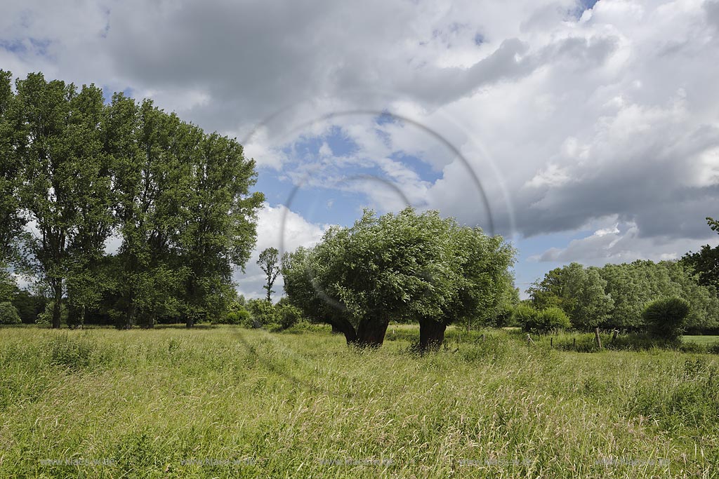 Krefeld-Huels, typische Niederrheinlandschaft, Naturschutzgebiet Huelser Bruch mit Kopfweiden, Pappeln und Weiden; Krefeld-Huels, conservation area  Huelser Bruch.