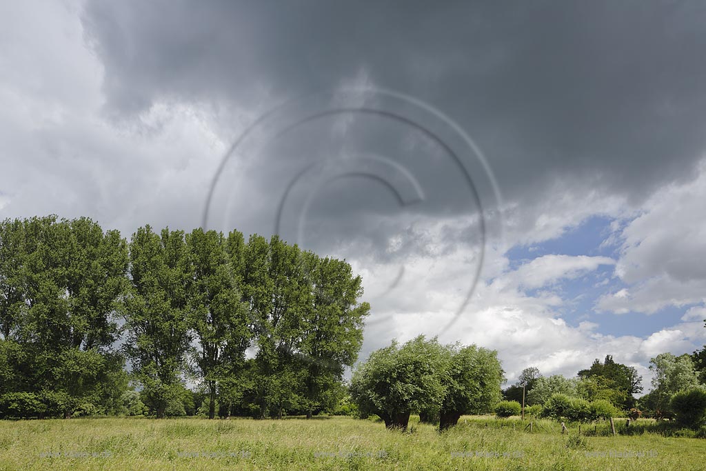 Krefeld-Huels, typische Niederrheinlandschaft, Naturschutzgebiet Huelser Bruch mit Kopfweiden, Pappeln und Weiden; Krefeld-Huels, conservation area  Huelser Bruch.