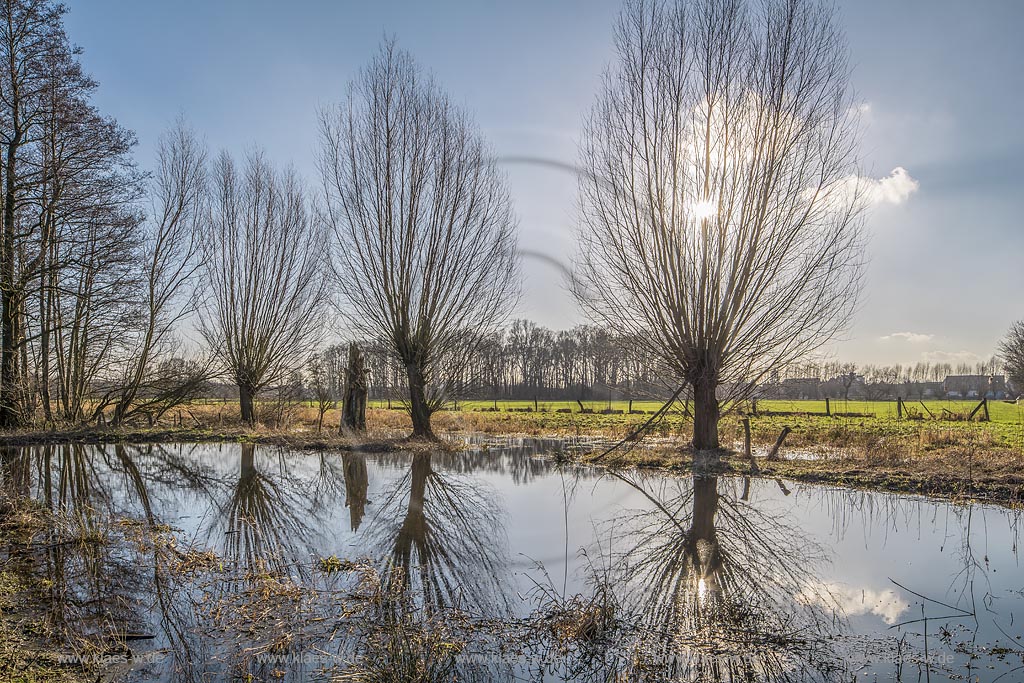 Krefld-Hls, Naturschutzgebiet, Landschaftsschutzgebiet Huelser Bruch, Kopfweiden, Teich. ueberschwemmte Wiese mit Spiegelbild, typische Niederrheinlandschaft; Krefeld Hues, typical landscape with salix in winter.