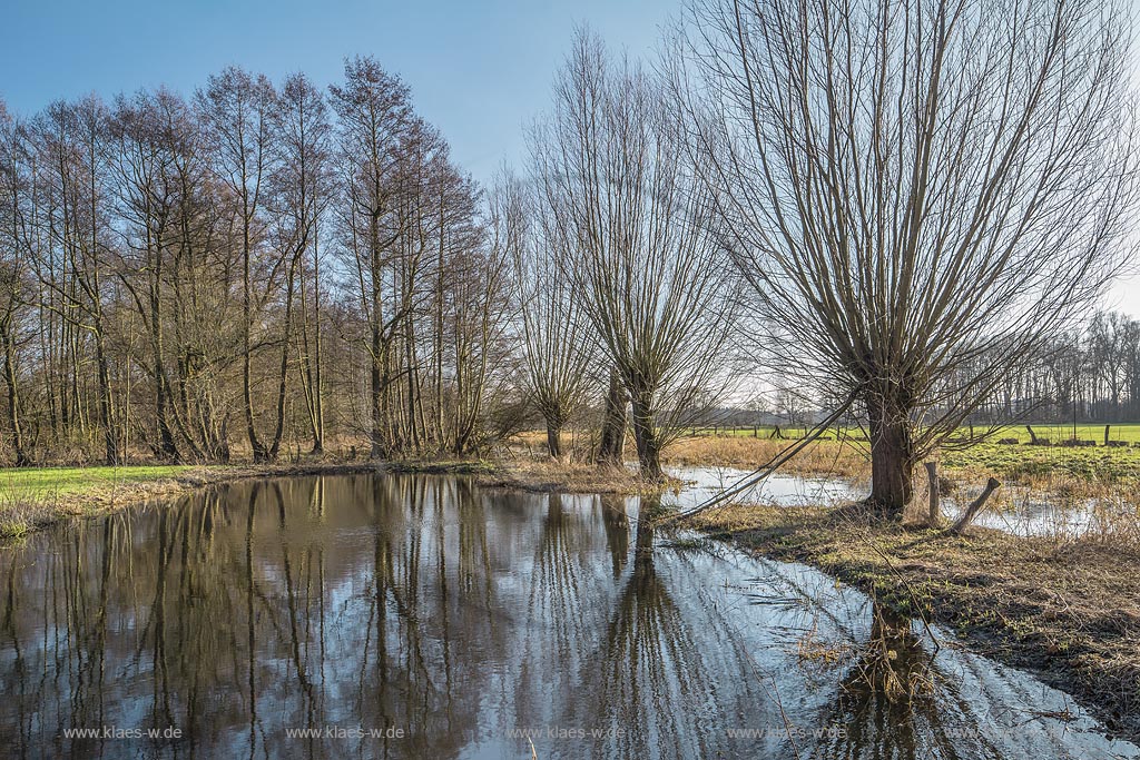 Krefld-Hls, Naturschutzgebiet, Landschaftsschutzgebiet Huelser Bruch, Kopfweiden, Teich. ueberschwemmte Wiese mit Spiegelbild, typische Niederrheinlandschaft; Krefeld Hues, typical landscape with salix in winter.