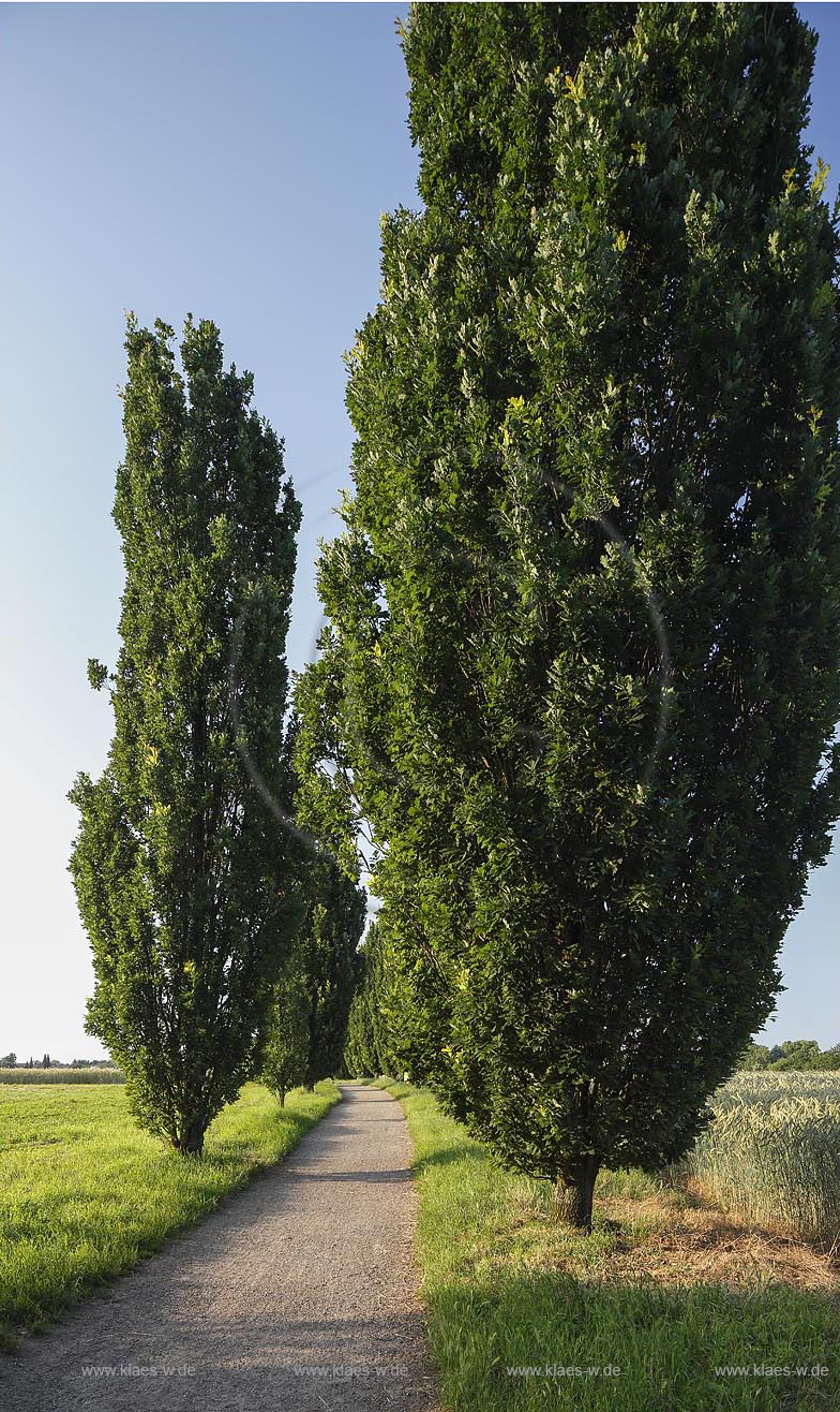 Meerbusch Niederdonk, Blick auf den Siebenschmerzenweg, ein alter Fuhrweg, 1949 wurden sieben Stationshaeuschen mit den 7 Schmerzen Mariens errichtet. Sie beginnen mit der Weissagung des Simeon, ueber die Flucht nach Aegypten, den Verlust des Kindes in Jerusalem, die Begegnung auf dem Kreuzweg, Maria unter dem Kreuz mit Johannes, Jesus im Schoss seiner Mutter und endet mit der Grablegung Jesus Christus; Meerbusch Niederdonk, view to the way Siebenschmerzenweg.