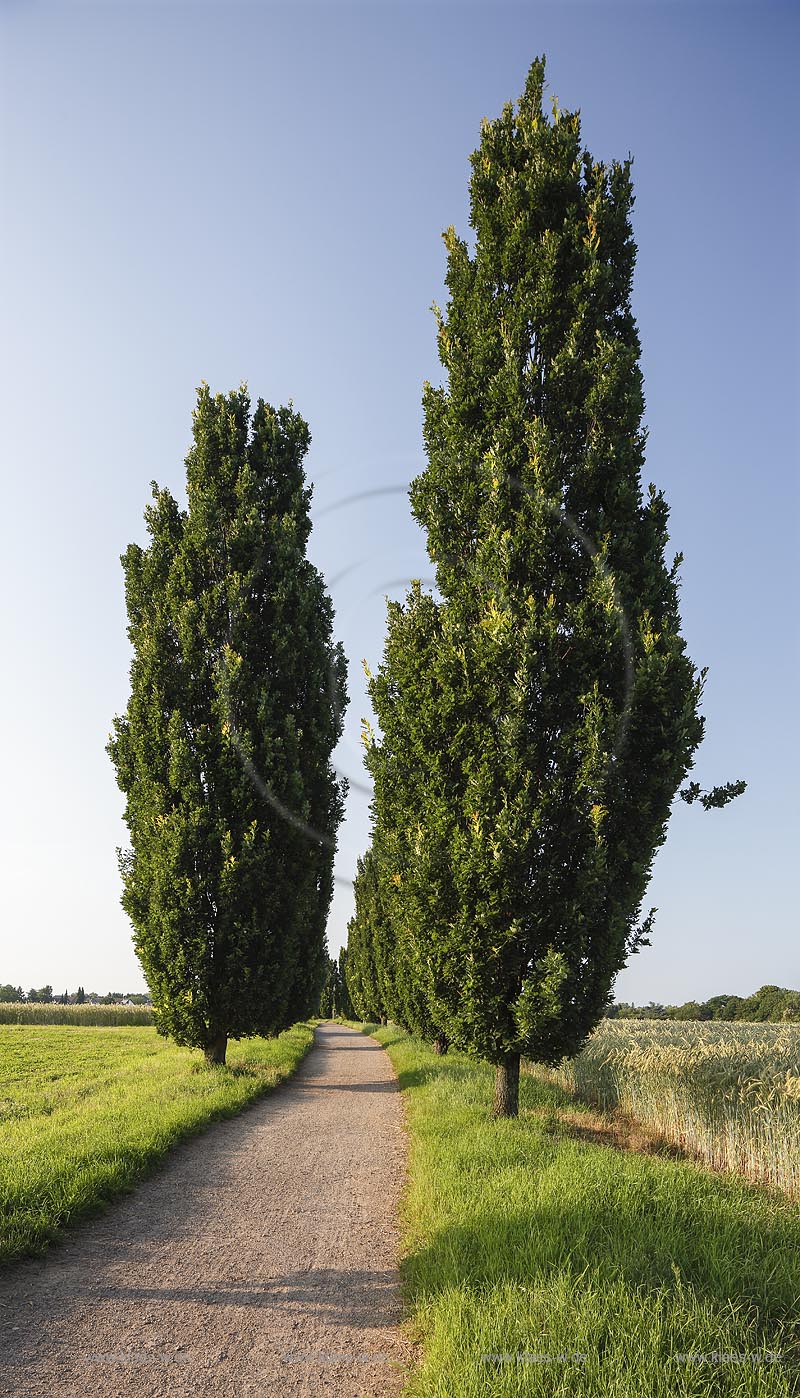 Meerbusch Niederdonk, Blick auf den Siebenschmerzenweg, ein alter Fuhrweg, 1949 wurden sieben Stationshaeuschen mit den 7 Schmerzen Mariens errichtet. Sie beginnen mit der Weissagung des Simeon, ueber die Flucht nach Aegypten, den Verlust des Kindes in Jerusalem, die Begegnung auf dem Kreuzweg, Maria unter dem Kreuz mit Johannes, Jesus im Schoss seiner Mutter und endet mit der Grablegung Jesus Christus; Meerbusch Niederdonk, view to the way Siebenschmerzenweg.