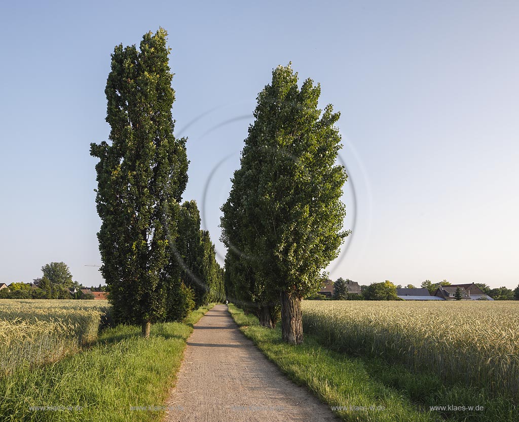 Meerbusch Niederdonk, Blick auf den Siebenschmerzenweg, ein alter Fuhrweg, 1949 wurden sieben Stationshaeuschen mit den 7 Schmerzen Mariens errichtet. Sie beginnen mit der Weissagung des Simeon, ueber die Flucht nach Aegypten, den Verlust des Kindes in Jerusalem, die Begegnung auf dem Kreuzweg, Maria unter dem Kreuz mit Johannes, Jesus im Schoss seiner Mutter und endet mit der Grablegung Jesus Christus; Meerbusch Niederdonk, view to the way Siebenschmerzenweg.