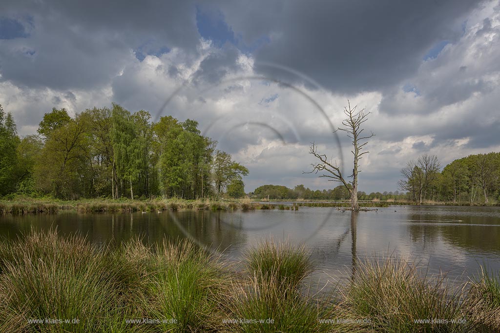 Nettetal, Naturpark Schwalm-Nette,  Grosser De-Witt-See,  im Fruehling mit Wolkenstimmung; Nettetal, lake Grosser De-Witt-See.