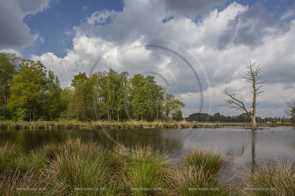 Nettetal, Naturpark Schwalm-Nette,  Grosser De-Witt-See,  im Fruehling mit Wolkenstimmung; Nettetal, lake Grosser De-Witt-See.