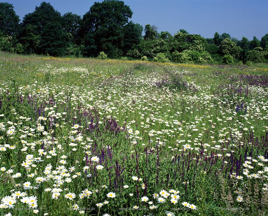 Holzheim, Neuss, Rhein-Kreis Neuss, Niederrhein, Regierungsbezirk Dsseldorf, Blick auf Museum, Freilichtmuseum, Insel Hombroich, Kunst parallel zur Natur  