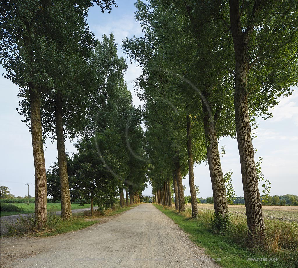 Goch, Allee Zufahrt zum Kloster Graefenthal; Goch, alley access road to the abbey Graefenthal.