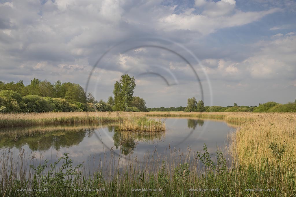 Kranenburg, Biotop im Kranenburger Bruch mit Wolkenhimmel und Wasserspiegelung im Fruehling. Das Kranenburger Bruch ist ein Niedermoorgebiet; North Rhine-Westphalia, Lower Rhine, Kranenburg, moorland with clouded sky and mirroring in the wter in spring.