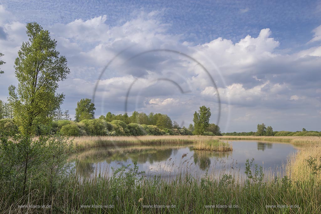 Kranenburg, Biotop im Kranenburger Bruch mit Wolkenhimmel und Wasserspiegelung im Fruehling. Das Kranenburger Bruch ist ein Niedermoorgebiet; North Rhine-Westphalia, Lower Rhine, Kranenburg, moorland with clouded sky and mirroring in the wter in spring.