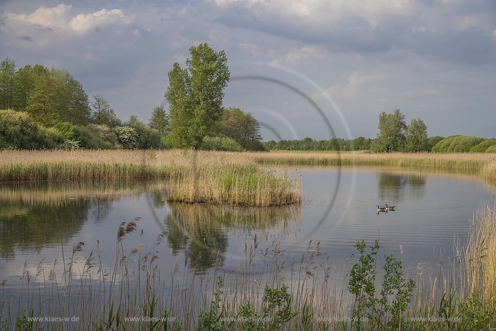 Kranenburg, Biotop im Kranenburger Bruch mit Wolkenhimmel und Wasserspiegelung im Fruehling. Das Kranenburger Bruch ist ein Niedermoorgebiet; North Rhine-Westphalia, Lower Rhine, Kranenburg, moorland with clouded sky and mirroring in the wter in spring.