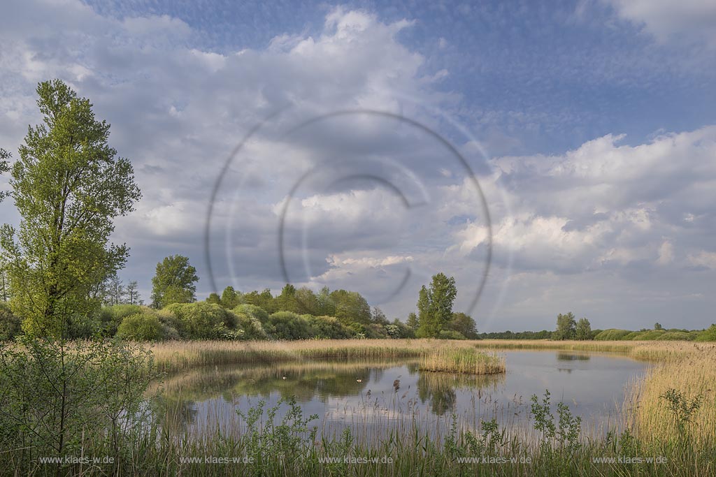 Kranenburg, Biotop im Kranenburger Bruch mit Wolkenhimmel und Wasserspiegelung im Fruehling. Das Kranenburger Bruch ist ein Niedermoorgebiet; North Rhine-Westphalia, Lower Rhine, Kranenburg, moorland with clouded sky and mirroring in the wter in spring.