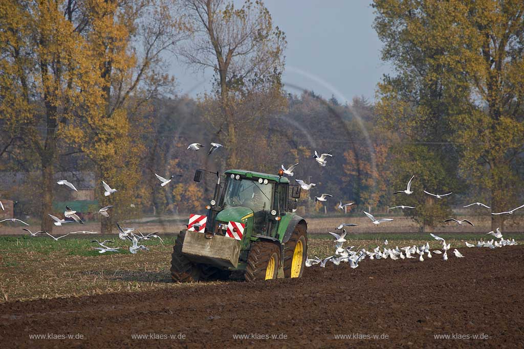 Weeze Landwirtschaftliche Szene mit Trecker in Herbstlandschaft der einen Acker pfluegt und von einem Moewenschwarm belagert wird; Weeze agriculture scene with Tractor which is ploughing an acre with flock seagulls flying and sitting 