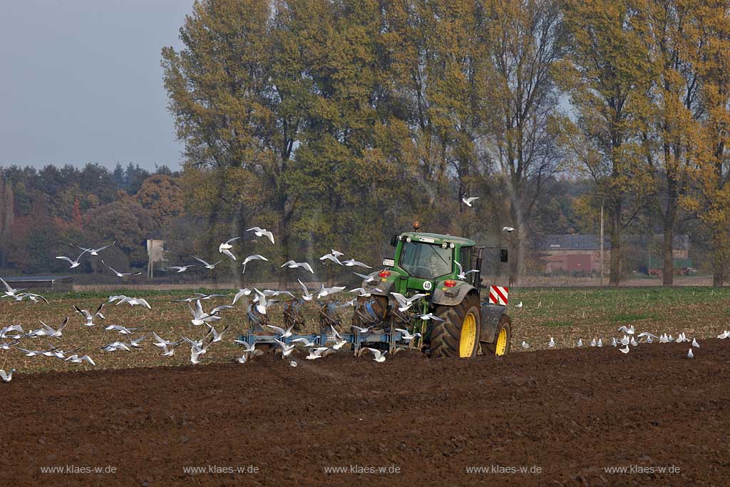 Weeze Landwirtschaftliche Szene mit Trecker in Herbstlandschaft der einen Acker pfluegt und von einem Moewenschwarm belagert wird; Weeze agriculture scene with Tractor which is ploughing an acre with flock seagulls flying and sitting 