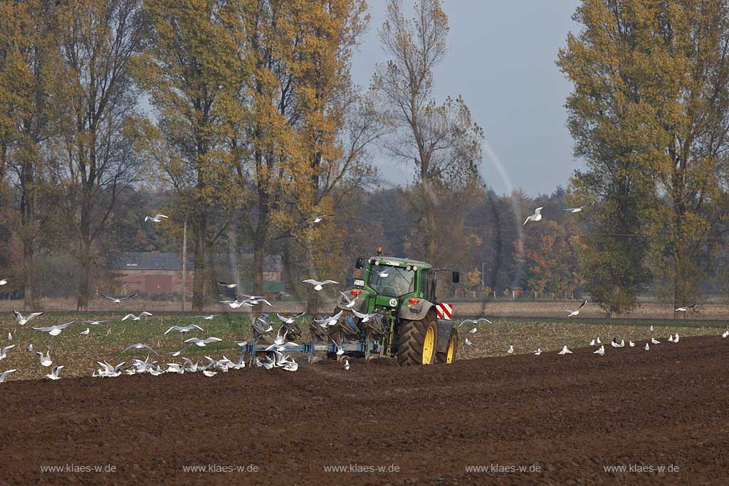 Weeze Landwirtschaftliche Szene mit Trecker in Herbstlandschaft der einen Acker pfluegt und von einem Moewenschwarm belagert wird; Weeze agriculture scene with Tractor which is ploughing an acre with flock seagulls flying and sitting 