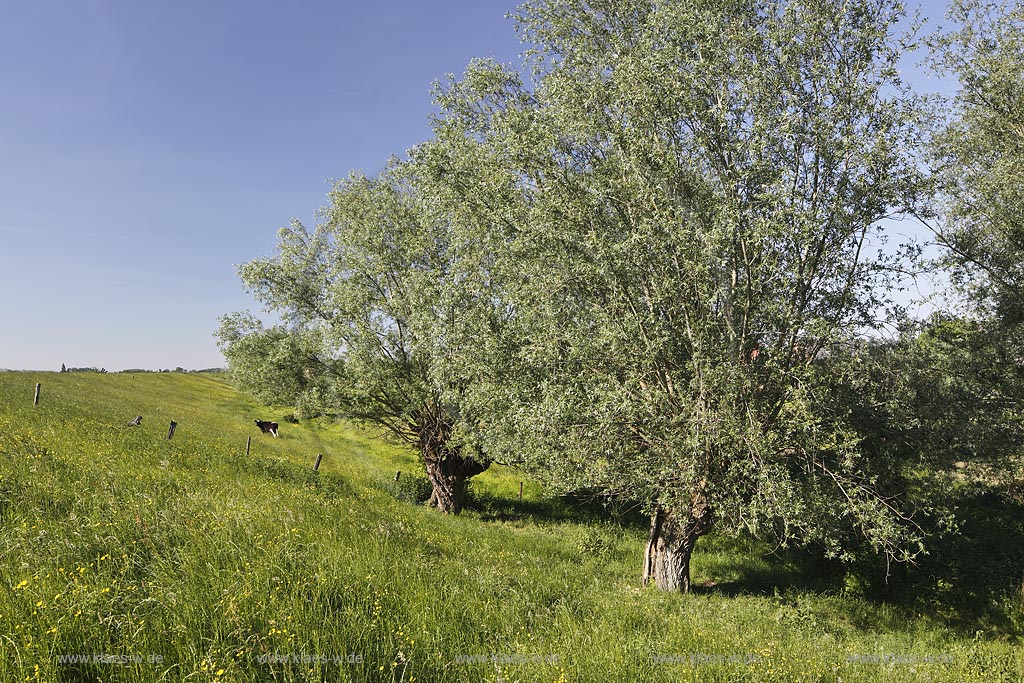 Rees-Bienen, Blick auf Wiese mit Kopfweiden; Rees-Bienen, view to grassland with trees Kopfweiden.