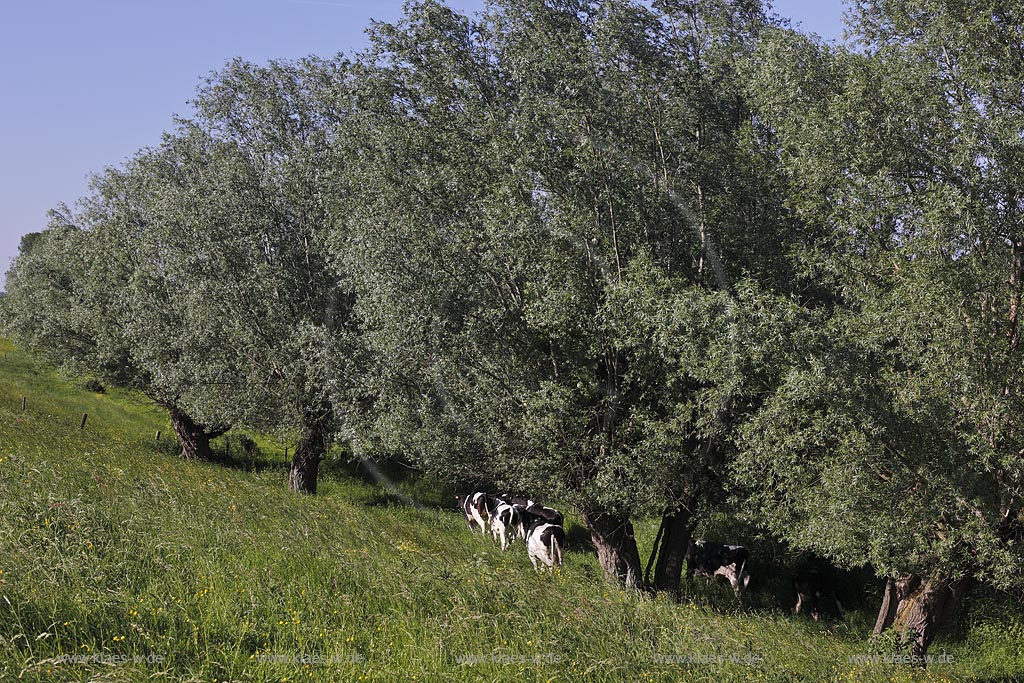 Rees-Bienen, Blick auf Wiese mit Kopfweiden; Rees-Bienen, view to grassland with trees Kopfweiden.