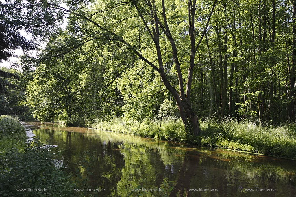 Schwalmtal, Luettelforst-Schwalm, Bruchwald und Auwald; Schwalmtal, Luettelforst-Schwalm, carr and floodplain forest.