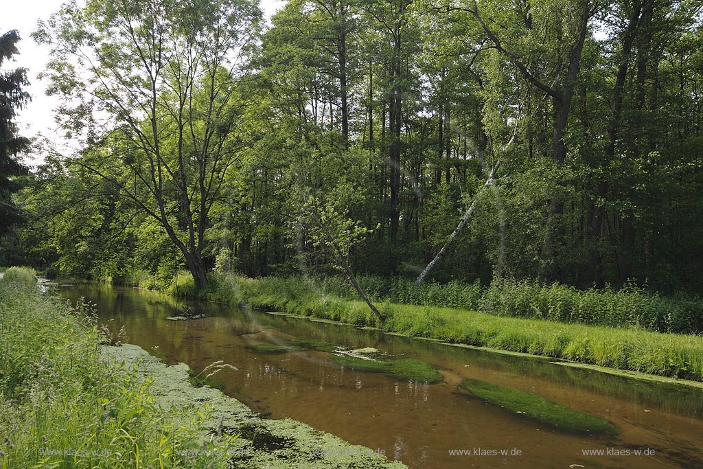 Schwalmtal, Luettelforst-Schwalm, Bruchwald und Auwald; Schwalmtal, Luettelforst-Schwalm, carr and floodplain forest.