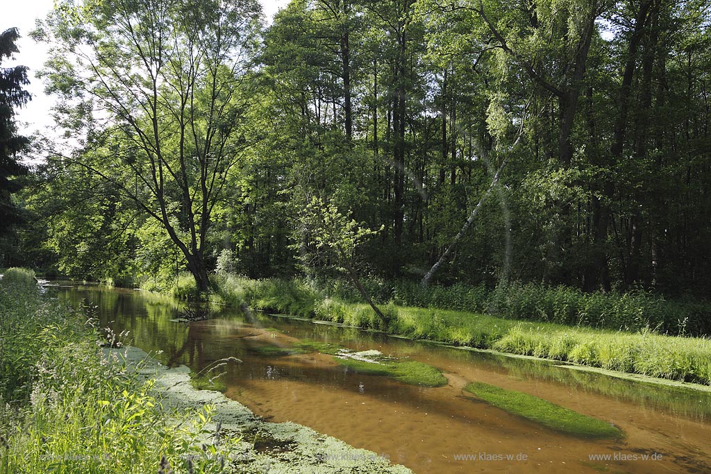 Schwalmtal, Luettelforst-Schwalm, Bruchwald und Auwald; Schwalmtal, Luettelforst-Schwalm, carr and floodplain forest.