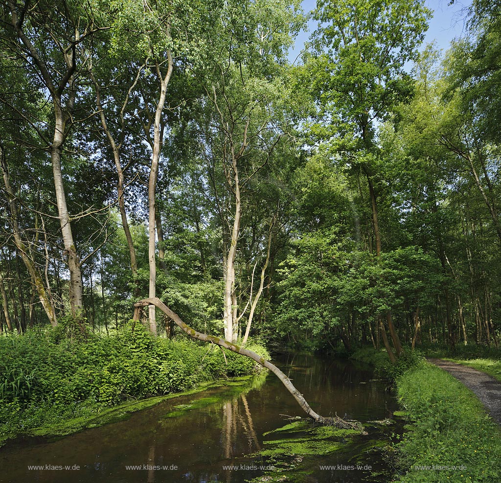 Schwalmtal, Luettelforst-Schwalm, Bruchwald und Auwald; Schwalmtal, Luettelforst-Schwalm, carr and floodplain forest.