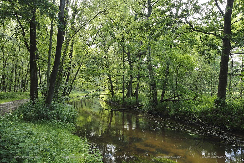 Schwalmtal, Luettelforst-Schwalm, Bruchwald und Auwald; Schwalmtal, Luettelforst-Schwalm, carr and floodplain forest.