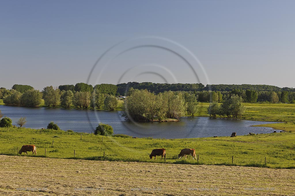 Wesel-Bislich, Rheinaue Bislich-Vahnum mit grasenden Kuehen; Wesel-Bislich, wetland Bislich-Vahnum with cows.