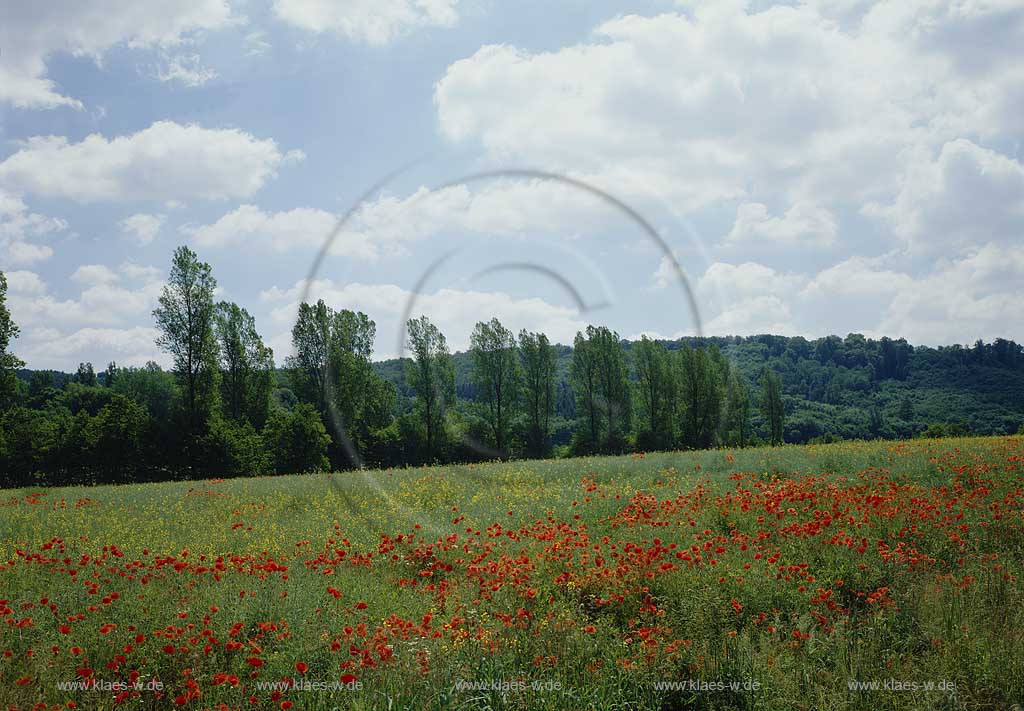 Brakel, Kreis Hxter, Kreis Hoexter, Regierungsbezirk Detmold, Ostwestfalen, Blick auf Landschaft, Sommerlandschaft mit Mohnwiese, Blumenwiese    