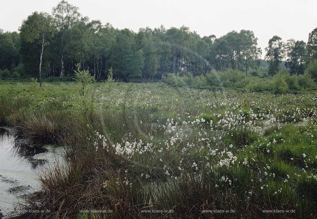 Hille, Kreis Minden-Lbbecke, Kreis Minden-Luebbecke, Regierungsbezirk Detmold, Ostwestfalen, Blick auf groes, grosses Torfmoor, Moorlandschaft  