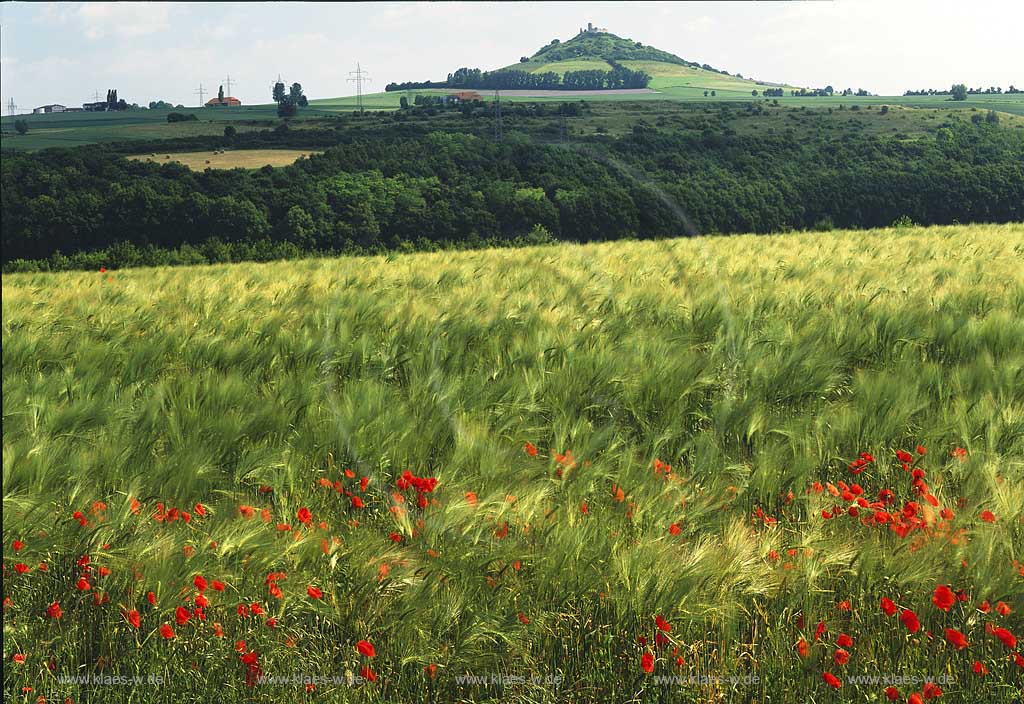 Warburg, Kreis Hxter, Kreis Hoexter, Ostwestfalen, Regierungsbezirk Detmold, Blick auf Landschaft mit Feldern und Mohnblumen zum Desenberg in Sommerstimmung   