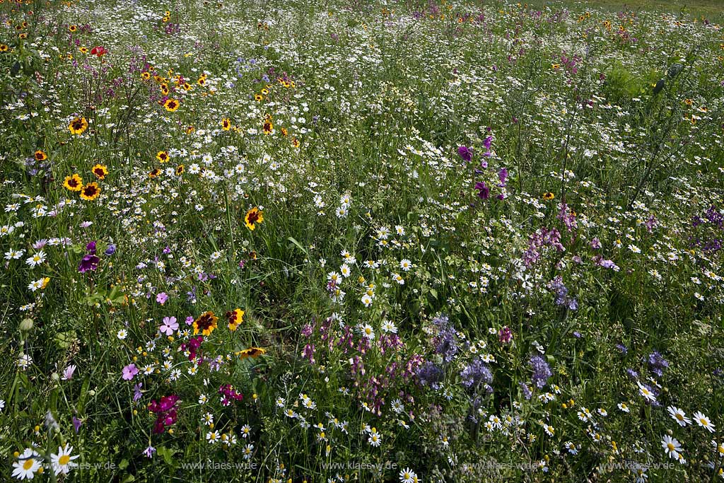 Bochum Stiepel, Wildblumenwiese am Golfplatz Stiepel mit verschiedenen bluehenden Wildblumen, Bluetentepppich; Bochum Stiepel, wild flower field