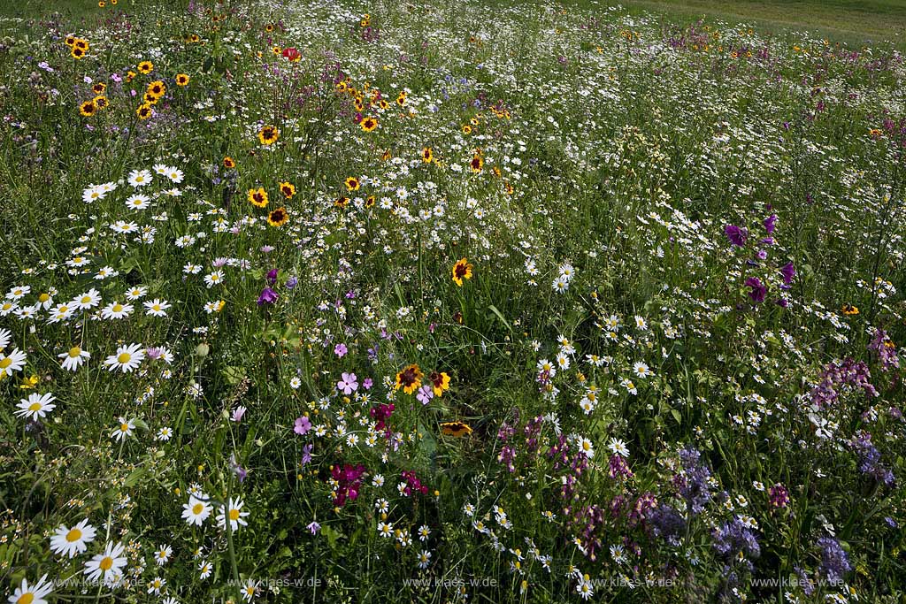 Bochum Stiepel, Wildblumenwiese am Golfplatz Stiepel mit verschiedenen bluehenden Wildblumen, Bluetentepppich; Bochum Stiepel, wild flower field