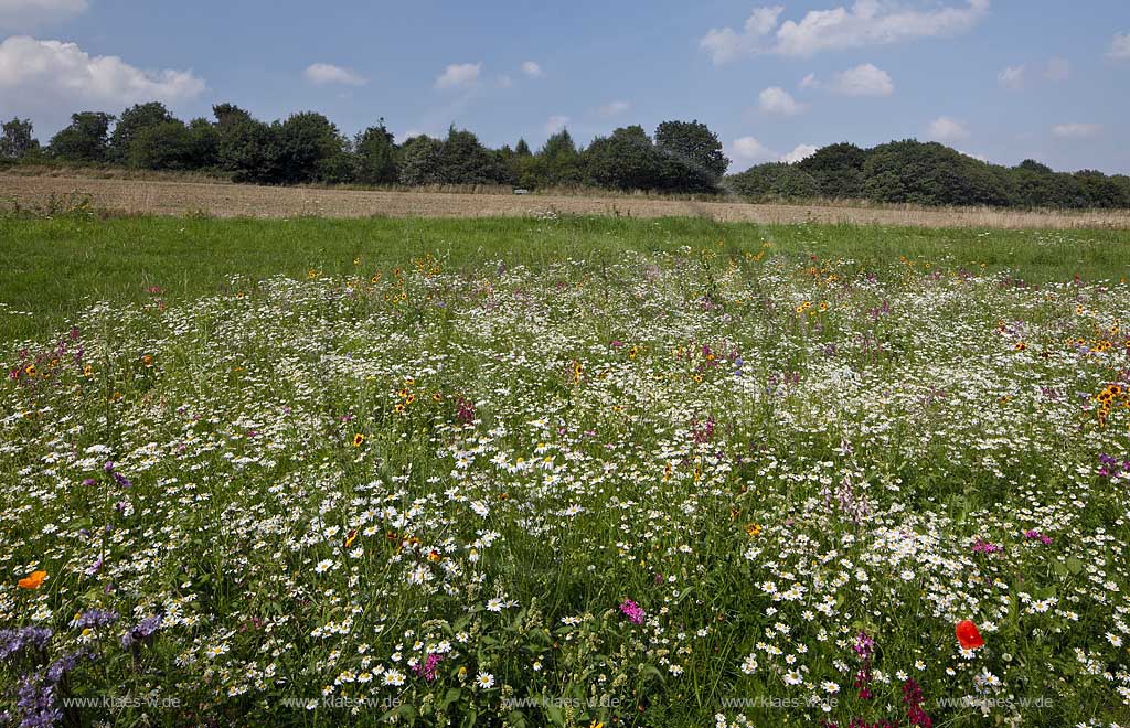 Bochum Stiepel, Wildblumenwiese am Golfplatz Stiepel mit verschiedenen bluehenden Wildblumen, Bluetentepppich; Bochum Stiepel, wild flower field