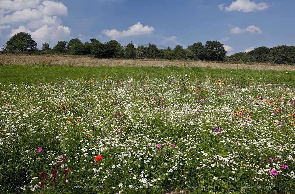 Bochum Stiepel, Wildblumenwiese am Golfplatz Stiepel mit verschiedenen bluehenden Wildblumen, Bluetentepppich; Bochum Stiepel, wild flower field