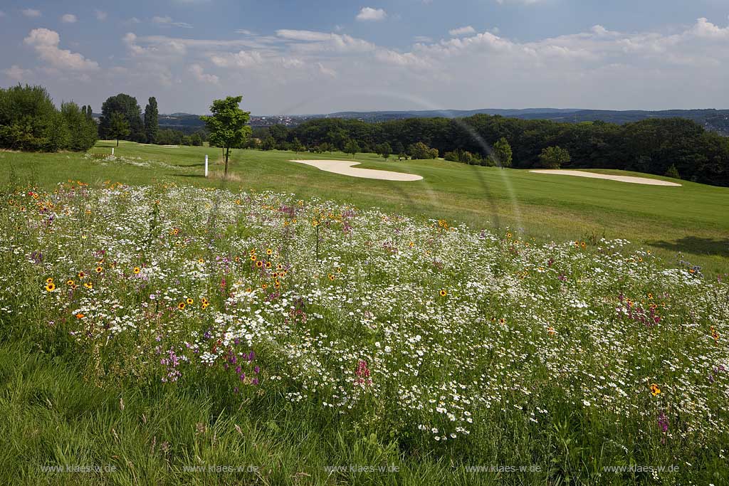 Bochum Stiepel, Wildblumenwiese am Golfplatz Stiepel mit verschiedenen bluehenden Wildblumen, Bluetentepppich; Bochum Stiepel, wild flower field