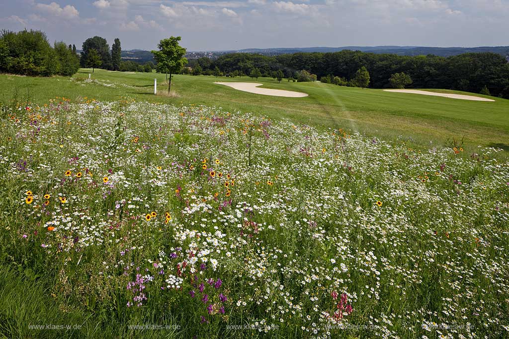 Bochum Stiepel, Wildblumenwiese am Golfplatz Stiepel mit verschiedenen bluehenden Wildblumen, Bluetentepppich; Bochum Stiepel, wild flower field