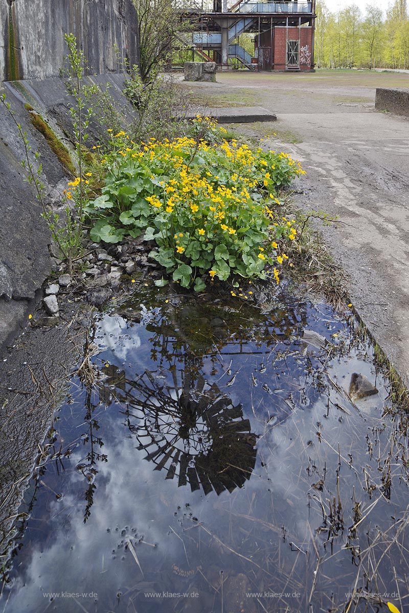 Duisburg Meiderich.Windrad des Windenergieturms im Spiegelbild mit Sumpfdotterblume. Der Landschaftspark Duisburg-Nord, auch kurz LaPaDu ist ein etwa 200 Hektar groer Landschaftspark rund um ein stillgelegtes Huettenwerk in Duisburg-Meiderich, das im Rahmen der IBA (Internationale Bauausstellung Emscher Park) entstand. Der Landschaftspark ist einer der Ankerpunkte der Europaeischen Route der Industriekultur sowie der Route der Industriekultur im Ruhrgebiet;  Duisburg-Meiderich, the Meiderich ironworks are the main feature in the North Duisburg Landscape Park, mirror image of wind turbine tower with kingcup in flower